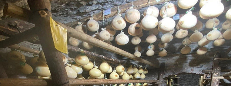Forme di caciocavallo podolico appese a stagionare nella grotta dell'Azienda Agricola Pessolani – Borgo Calvera