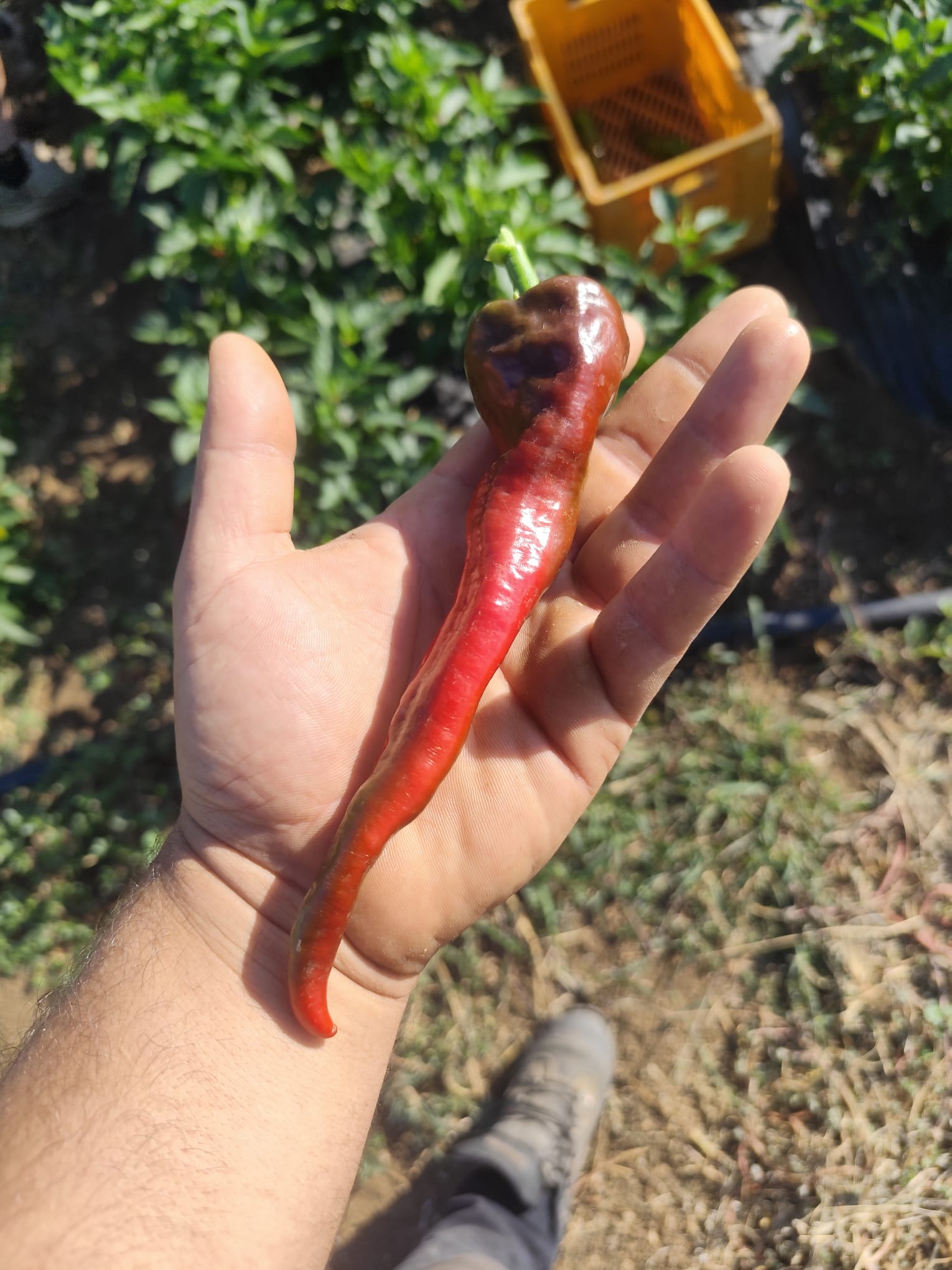 Fondatore di Borgo Calvera nell'orto con un peperone appena raccolto, simbolo del cibo artigianale e genuino.
