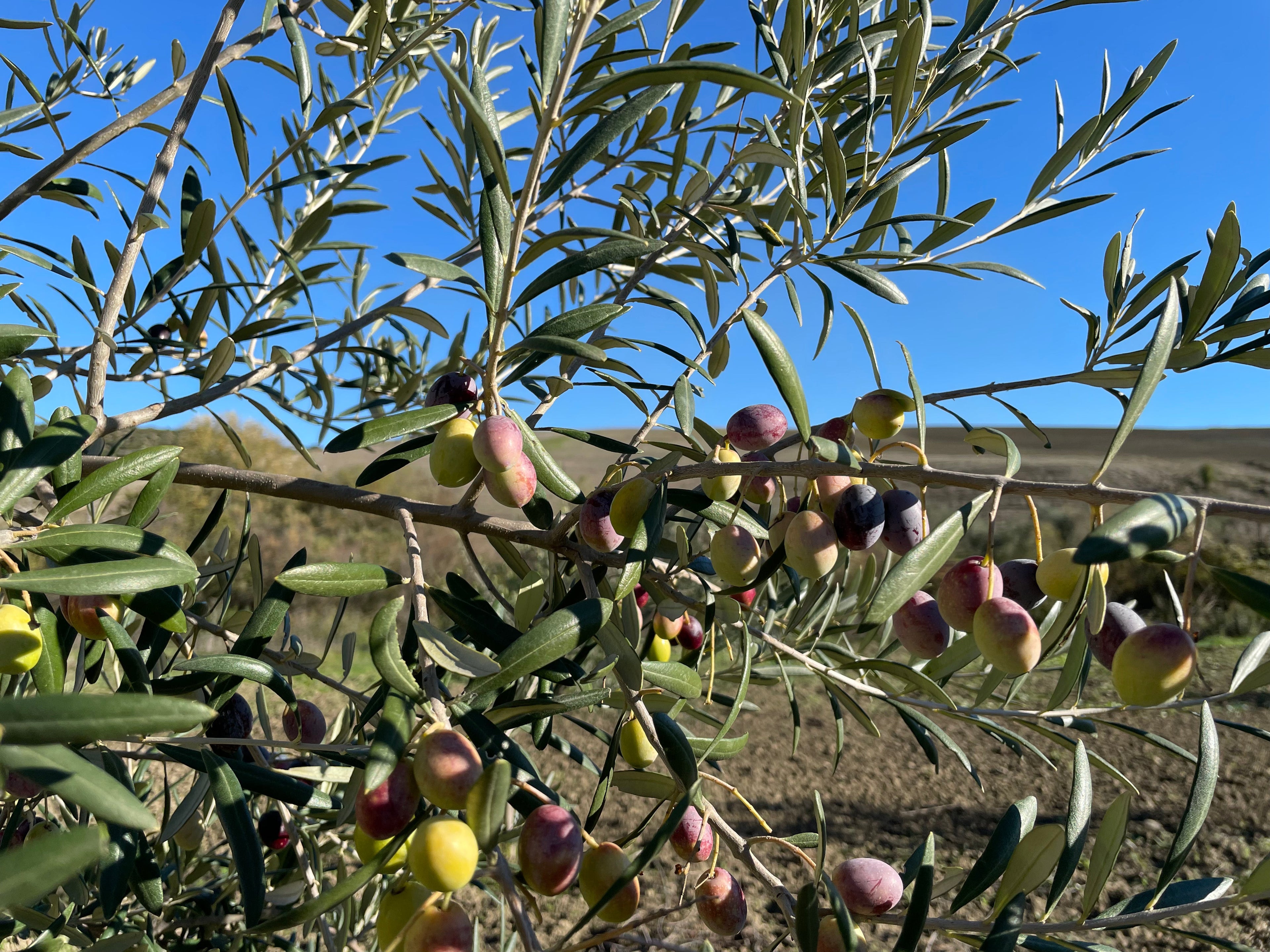 L’onestà ha il sapore della terra: vi presento l’Olio Borgo Calvera 2026