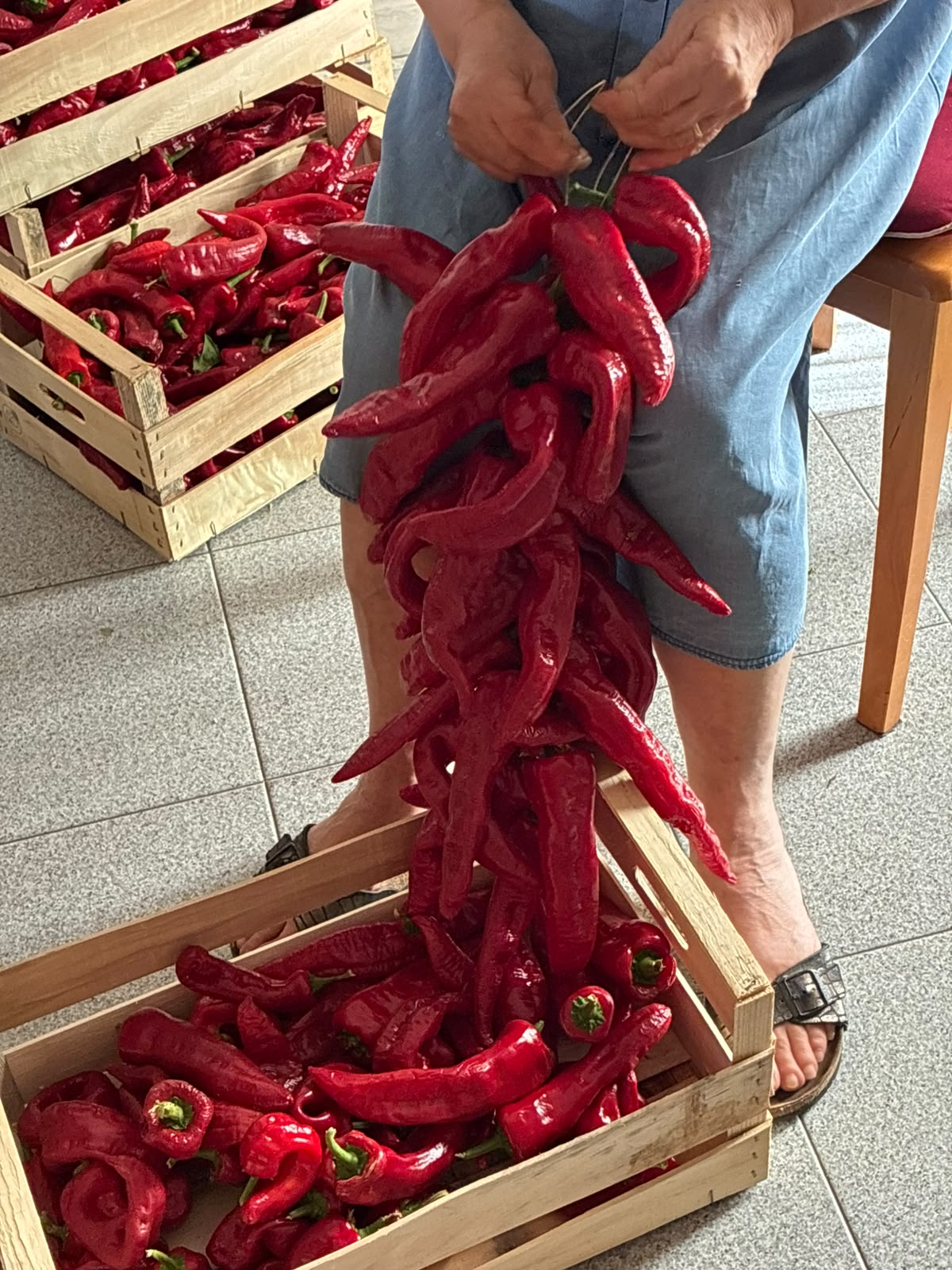 Nonna lucana mentre inserta a mano i peperoni freschi di Senise creando le tradizionali collane per l'essiccazione – Borgo Calvera