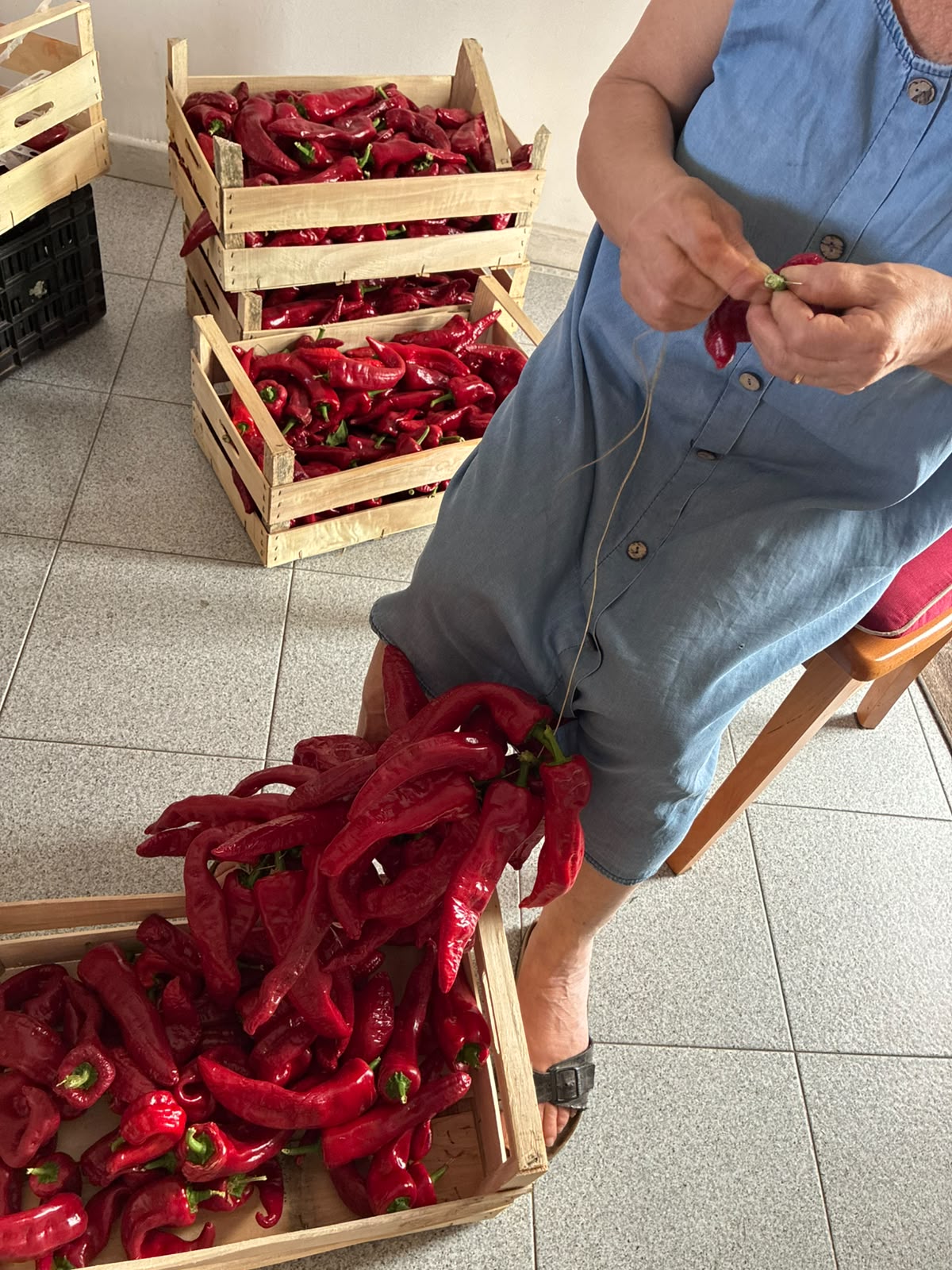 Dettaglio delle mani della nonna che infilano con ago e spago i peperoni di Senise per la dispensa invernale – Borgo Calvera