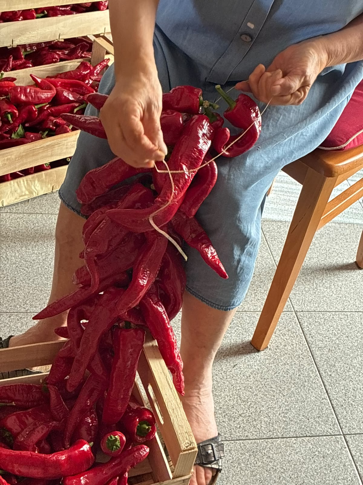 Dettaglio delle mani della nonna che infilano con ago e spago i peperoni di Senise per la dispensa invernale – Borgo Calvera