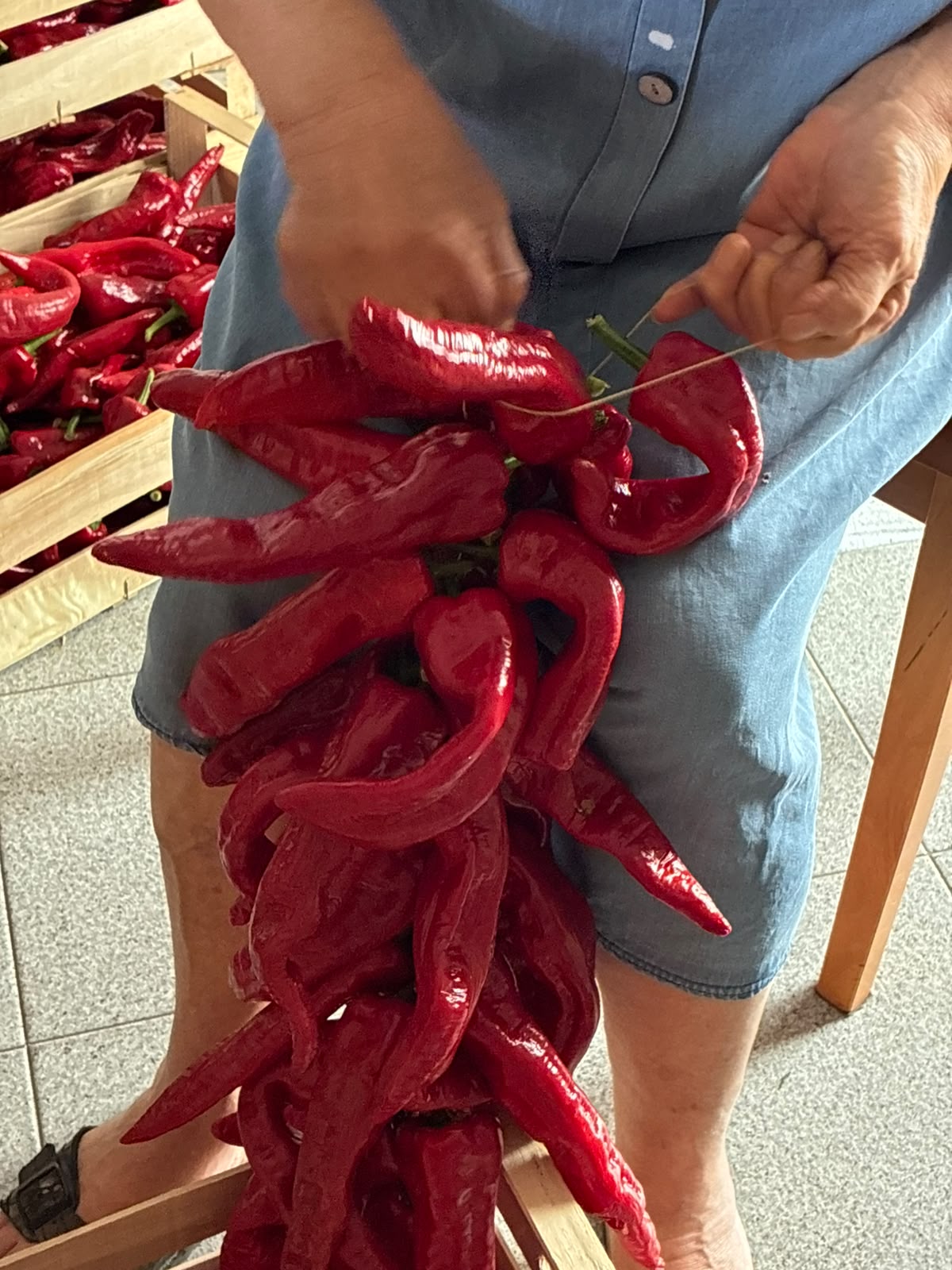 Dettaglio delle mani della nonna che infilano con ago e spago i peperoni di Senise per la dispensa invernale – Borgo Calvera