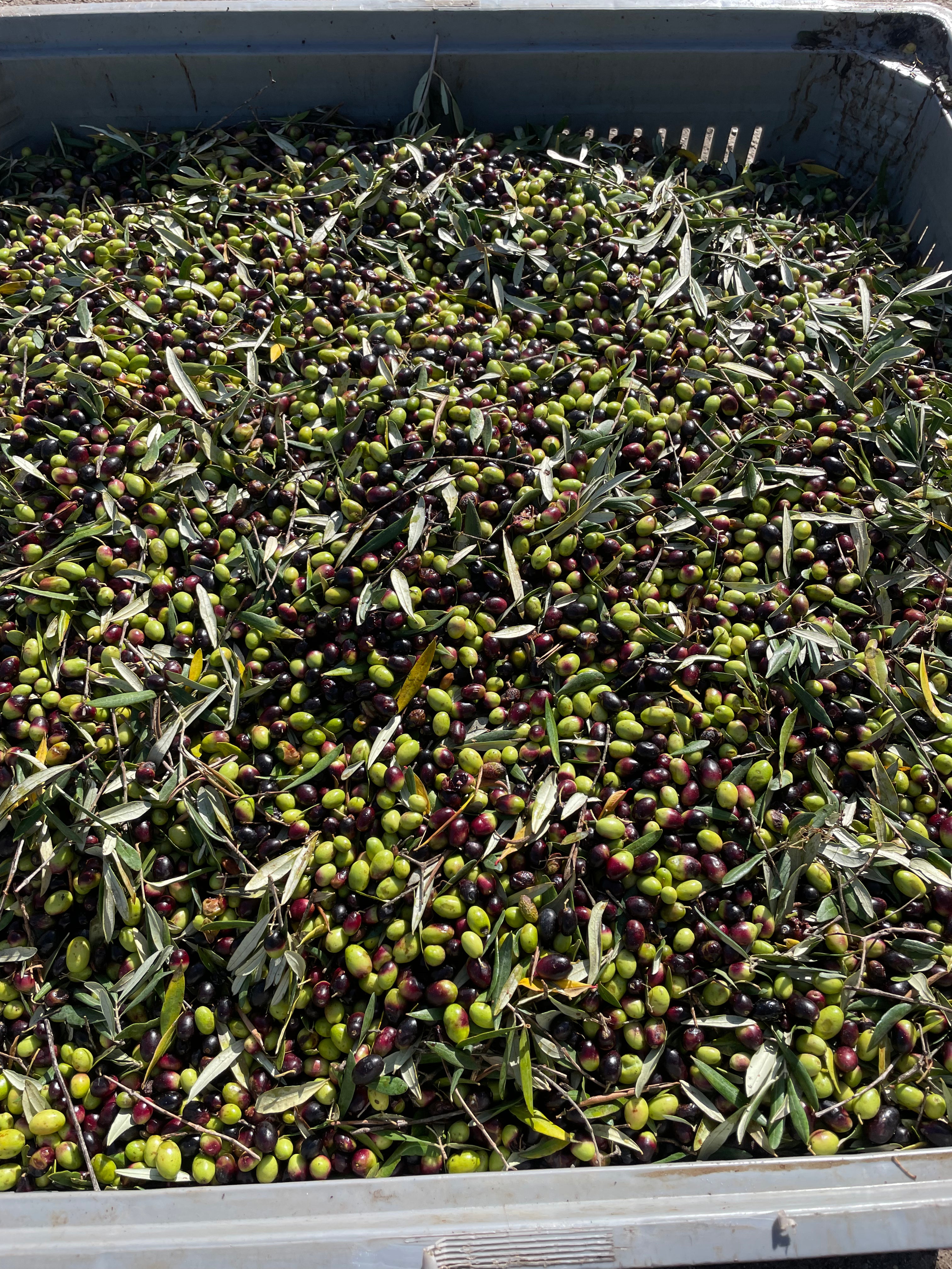 olive 